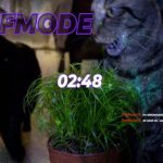 It’s Show Time ft Bajie // !giveaway !discord !socials !dixper