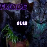 The Bestest Gameshow your Cats will EVER see // BTTV // !giveaway !mentalhealth !discord