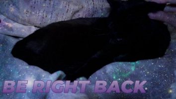 The Bestest Gameshow your Cats will EVER survey // BTTV // !giveaway !mentalhealth !discord